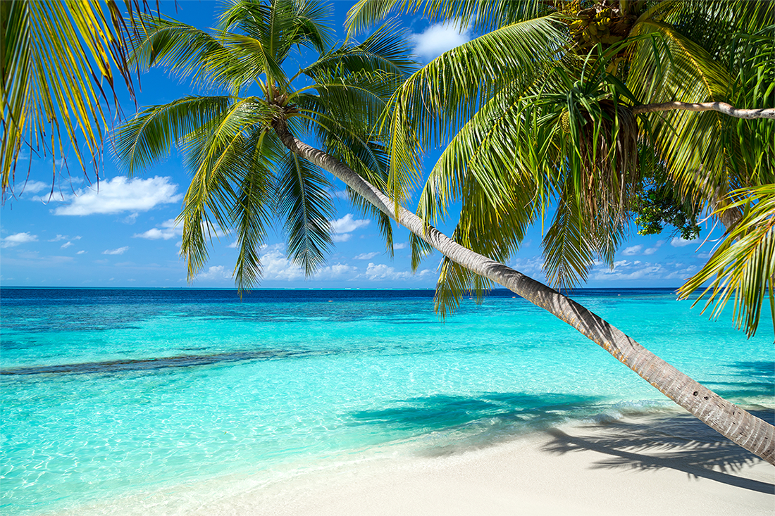 Palm trees await on your Caribbean vacation