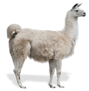 Llamas are common in South American countries